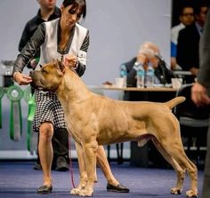 a woman is standing next to a large dog