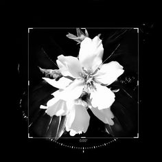 a black and white photo of a flower in the middle of it's frame