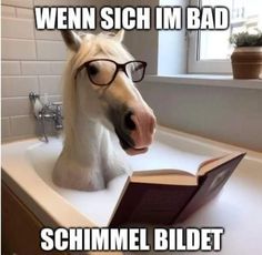 a horse with glasses sitting in a sink reading a book that says, when siich im bad schimmel bildet