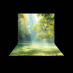 an open photo studio with sunlight streaming through the trees and grass in front of it