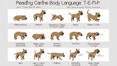 the different types of dogs that can be found in this language, including english and french bulldog