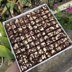 a pan filled with brownies and nuts on top of a table next to potted plants