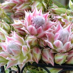 pink and white flowers are growing in a planter