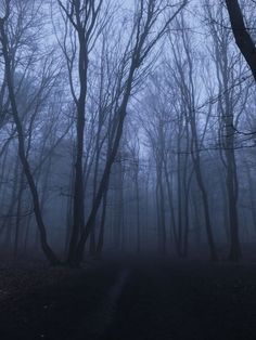 a dark forest with lots of trees in the fog