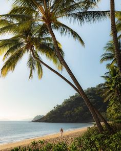 two people are walking on the beach near palm trees