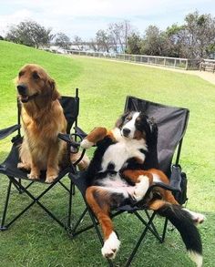 two dogs are sitting in lawn chairs on the grass, one is brown and white