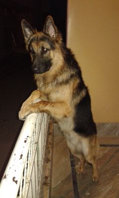 a german shepard dog standing on its hind legs looking over a fence at the camera