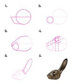 how to draw a rabbit's head step by step with pictures and instructions for beginners