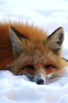 a red fox laying in the snow with its eyes closed and it's head turned to the side