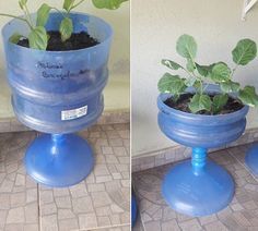 two pictures of a potted plant on top of a blue stand