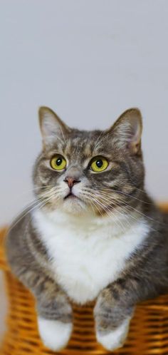 a gray and white cat sitting on top of a wicker basket with yellow eyes