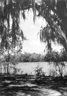 an old black and white photo of trees over looking the water with spanish moss hanging from them