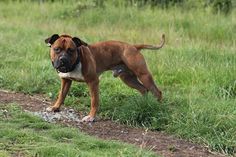 a brown dog standing on top of a lush green field