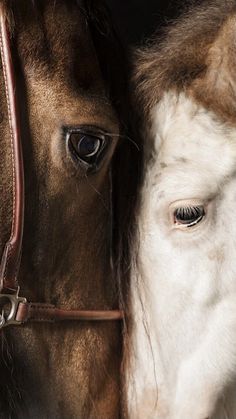 a close up of a horse's face and bridle