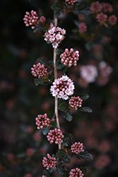 the pink flowers are blooming on the tree branch in front of the dark background