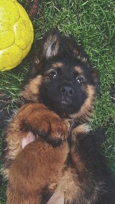 a puppy laying on the ground next to a yellow ball