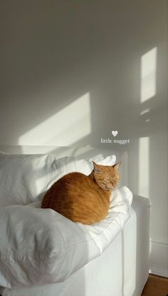 an orange cat laying on top of a white couch