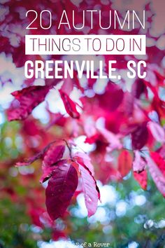 red leaves with the words 20 autumn things to do in greenville, sc