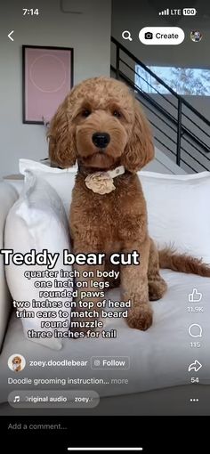 a brown dog sitting on top of a white couch