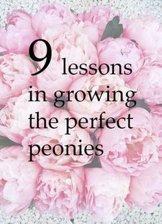 pink peonies with the words 9 lessons in growing the perfect peonies