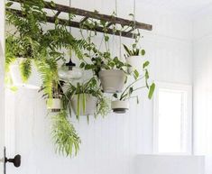 several potted plants hang from the ceiling in a white room with wood planks