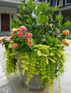 a potted plant with yellow and pink flowers in front of an apartment building on a sunny day