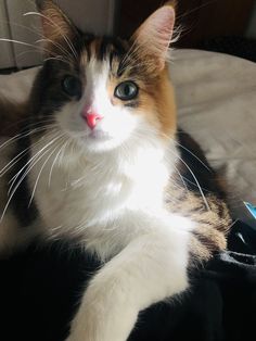 a cat sitting on top of a bed next to a remote control and a book