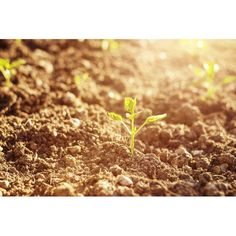 a small plant sprouts out of the ground in the sunbeams on a sunny day