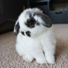 a small white rabbit sitting on top of a carpet