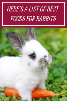 there's a list of best foods for rabbits in the world, including carrots