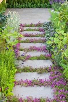 a garden with purple flowers and green plants