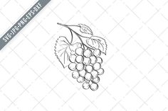 a bunch of grapes on a white background with the words grape season written in black ink