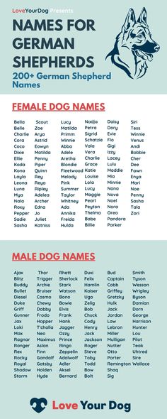 a poster with the names of dogs and their names in blue, pink, white and red