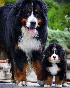 two black and brown dogs standing next to each other