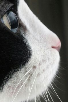 a black and white cat looking off into the distance with its eyes wide open to see something