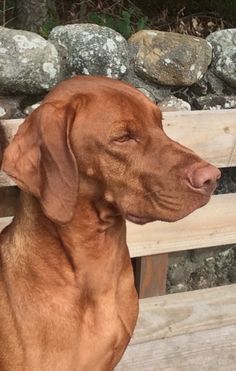 a brown dog sitting on top of a wooden bench next to a pile of rocks