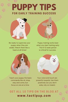 the puppy training guide for dogs is shown in this image, with instructions to teach them how