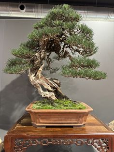 a bonsai tree sitting on top of a wooden table