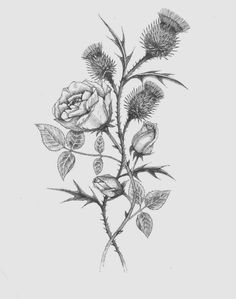 Traditional Scottish Tattoo, Thistle Rose Tattoo, Thistle Flower Tattoo, Scotland Tattoo, Scottish Thistle Tattoo, Scottish Tattoo, Scottish Tattoos, Tattoos Leg, Thistle Tattoo