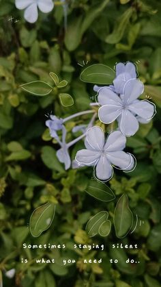 some blue flowers and green leaves with a quote