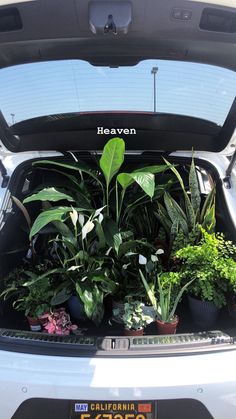 the trunk of a car filled with potted plants