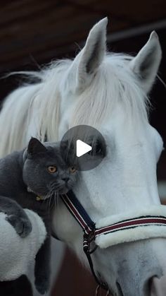 a white horse with a cat on it's back next to its face and head