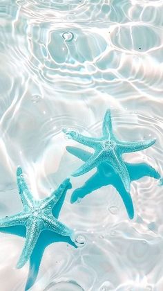 two starfishs are swimming in the water