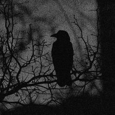 a black and white photo of a bird on a tree branch with the moon in the background