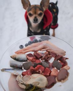 a small dog standing next to a person holding a bowl full of food in the snow