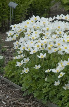 many white flowers are growing in the garden