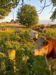 cows are grazing in the grass on a sunny day