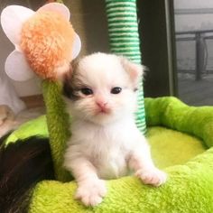 a small kitten sitting on top of a green cat bed next to a stuffed flower