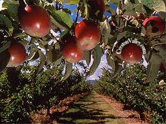 an apple tree filled with lots of red apples