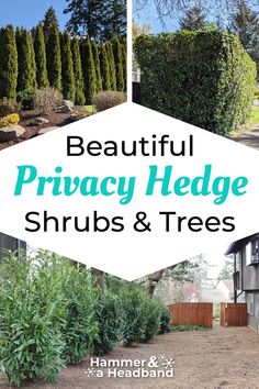 the words beautiful privacy hedge shrubs and trees